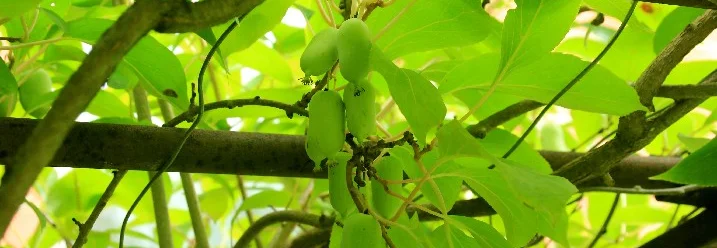 Grüne Kiwibeeren an einer Ranke
